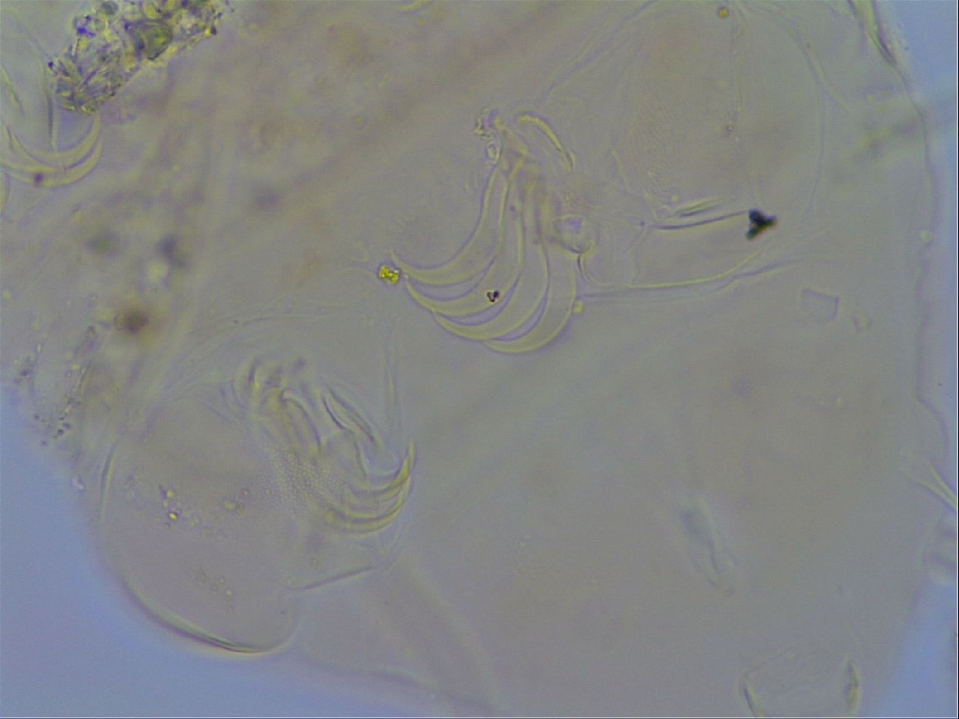 Acanthechiniscus victor image