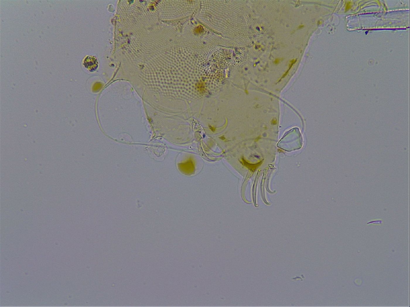 Acanthechiniscus victor image