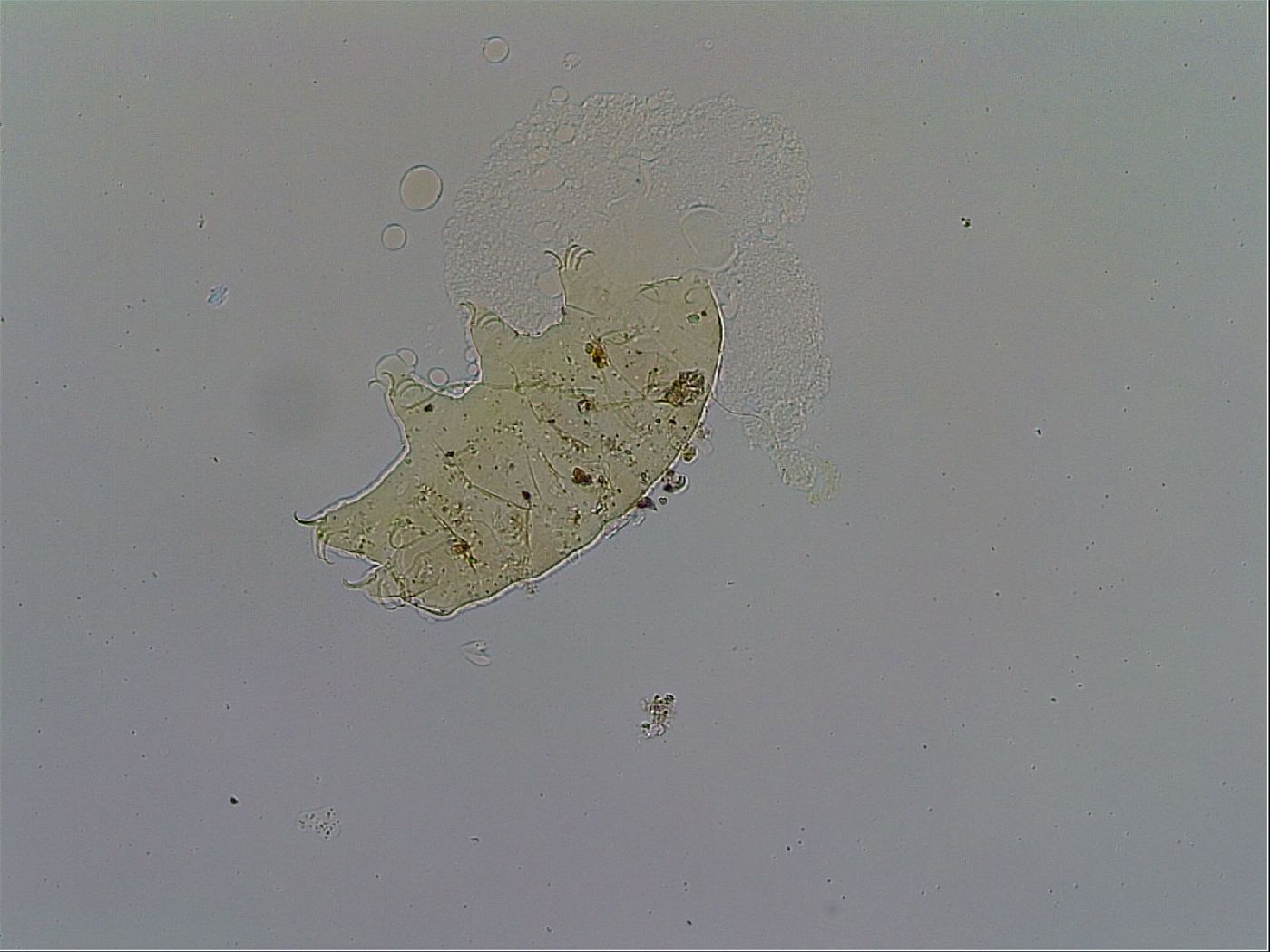 Acanthechiniscus victor image