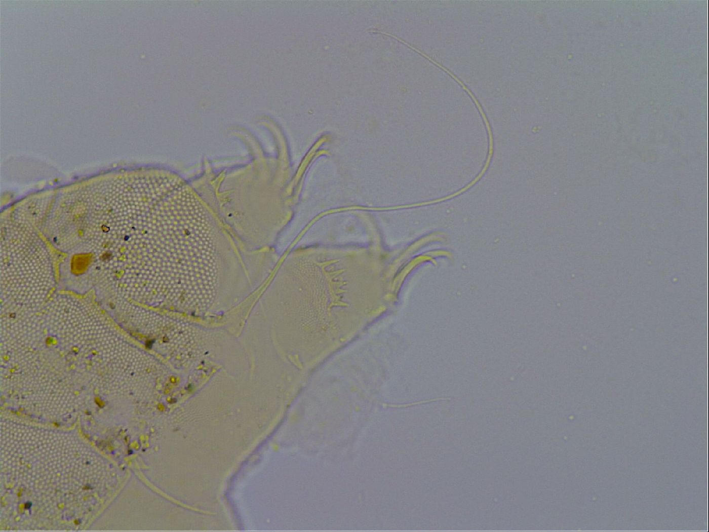 Acanthechiniscus image