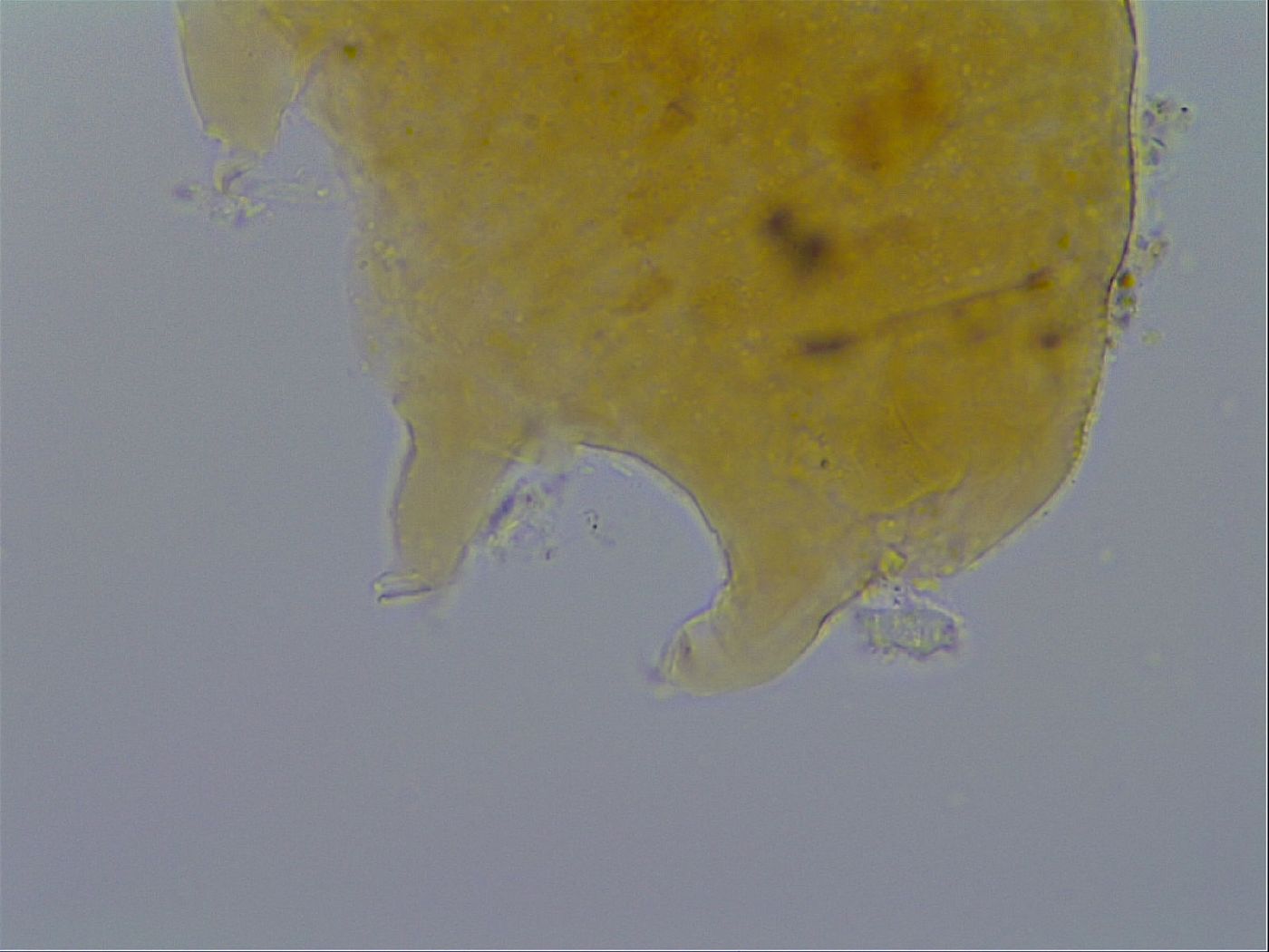 Pseudechiniscus ramazzottii image