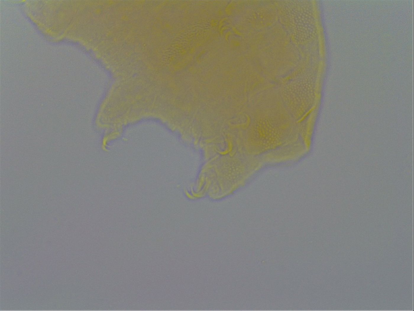 Pseudechiniscus ramazzottii facettalis image