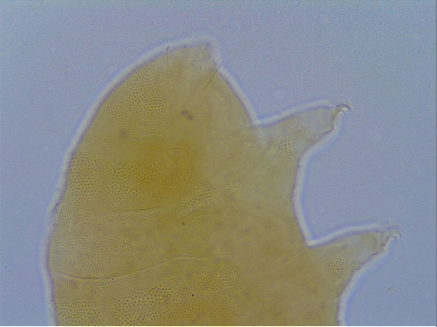 Pseudechiniscus ramazzottii image