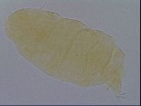 Pseudechiniscus ramazzottii image