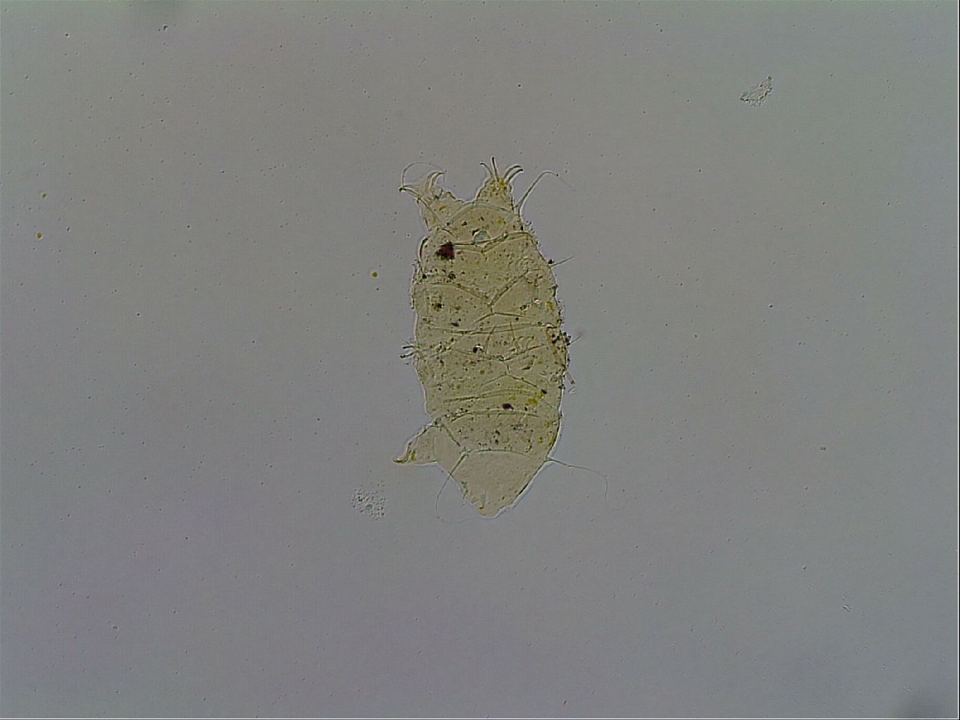 Acanthechiniscus victor image