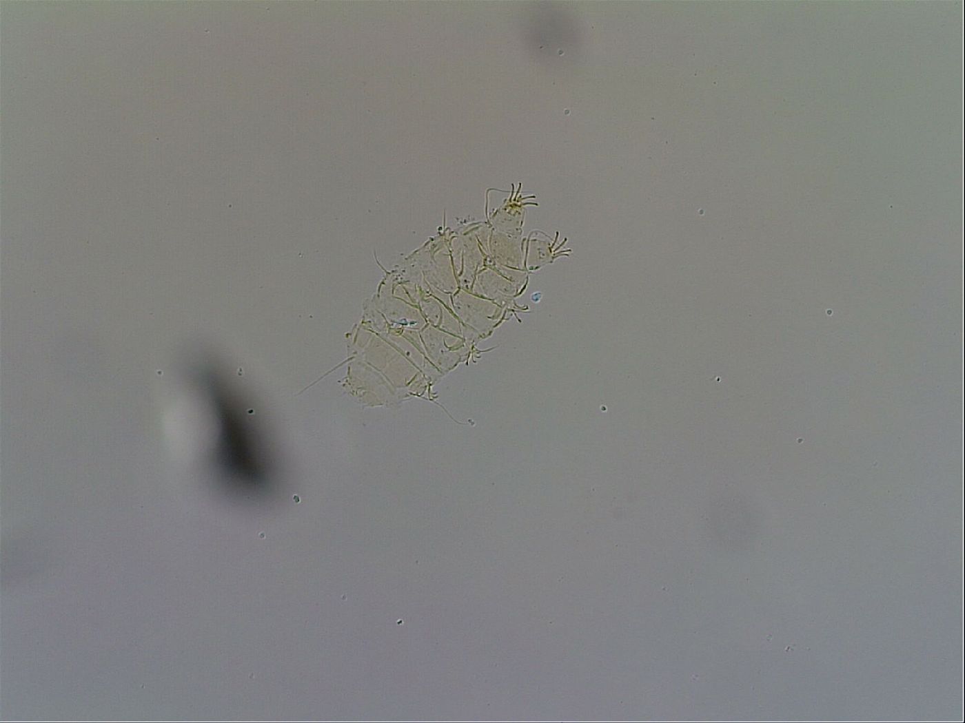 Acanthechiniscus image