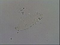 Milnesium tardigradum image