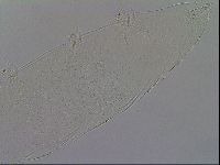 Milnesium tardigradum image