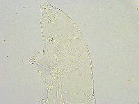 Milnesium tardigradum image