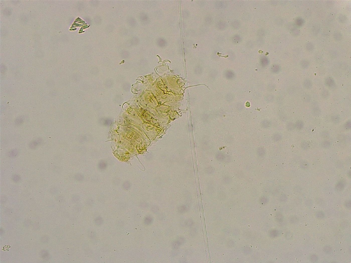 Acanthechiniscus victor image