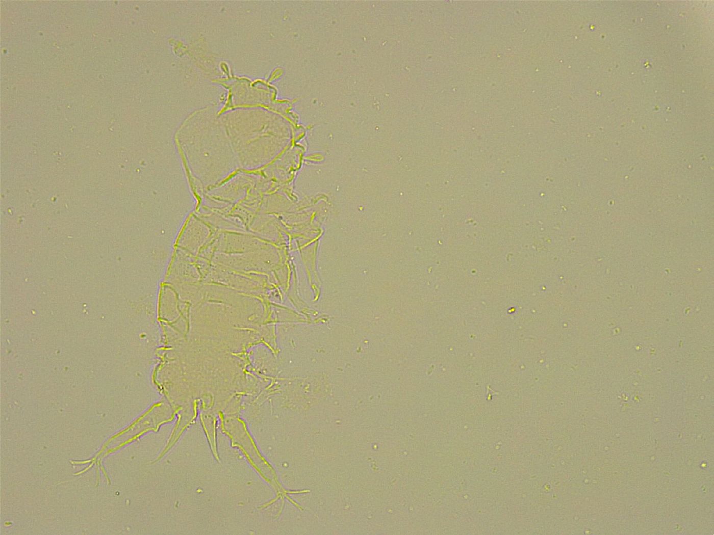 Stygarctidae image
