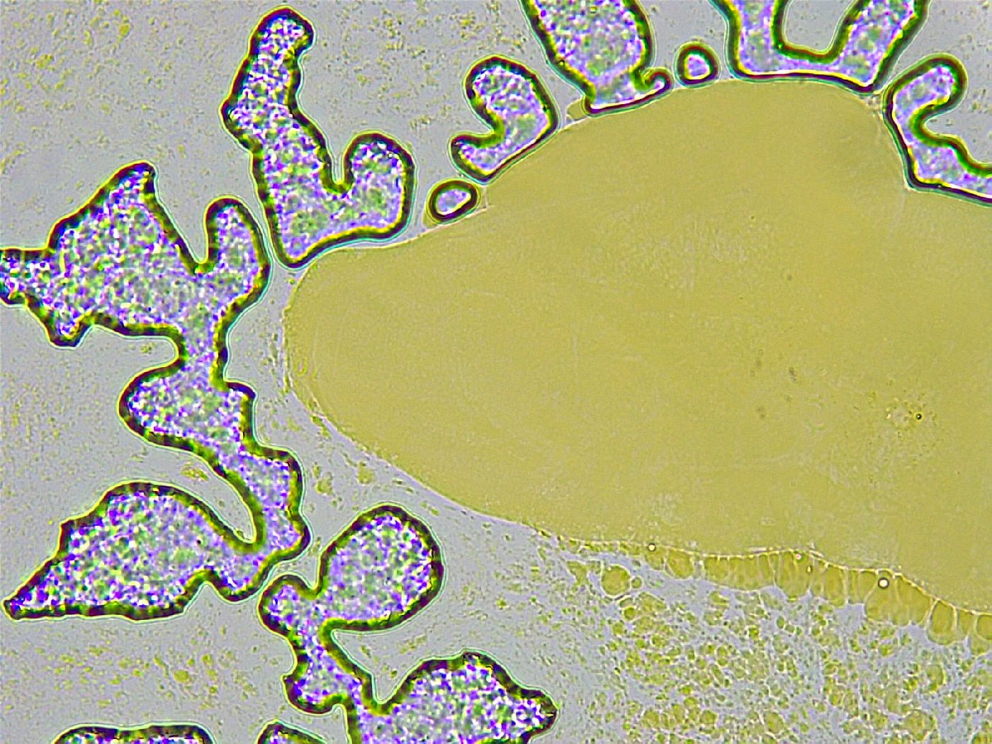 Biserovus bindae image