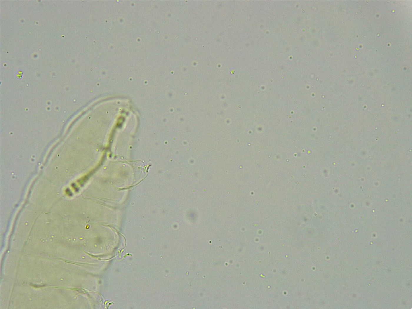 Biserovus bindae image