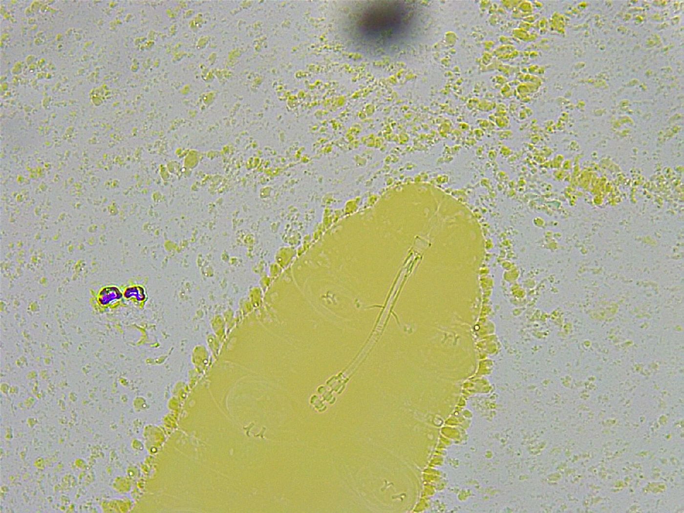 Biserovus bindae image