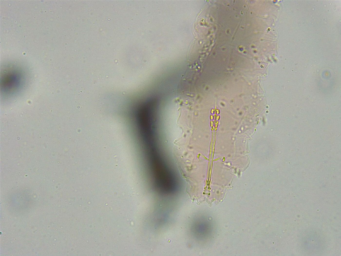 Biserovus bindae image