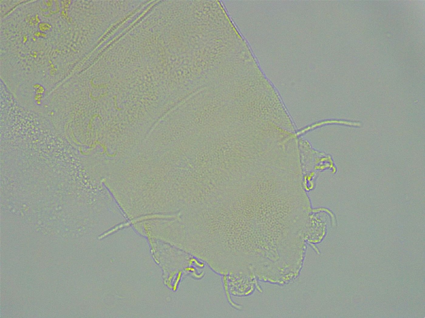 Pseudechiniscus ramazzottii facettalis image