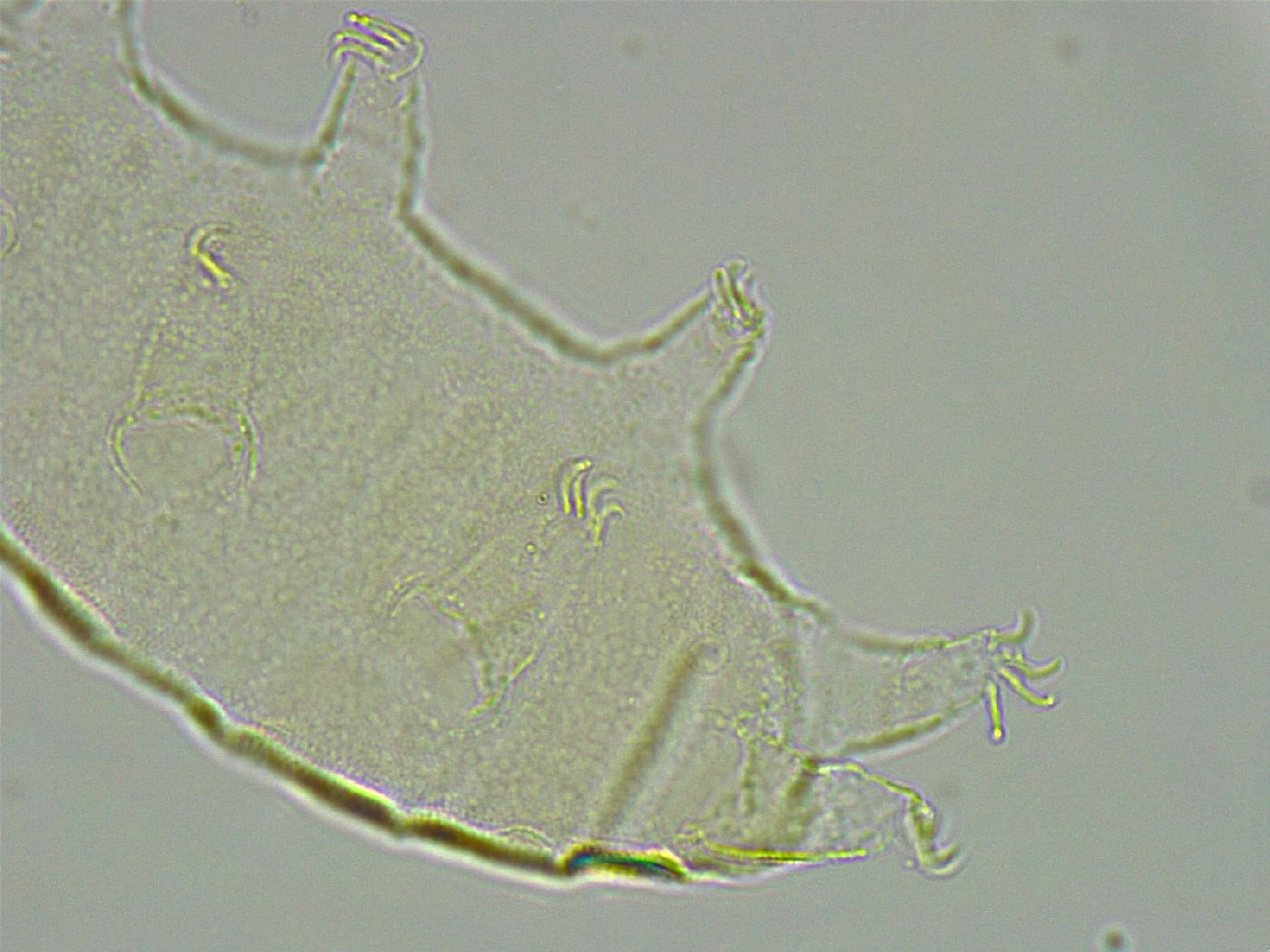 Pseudechiniscus ramazzottii image