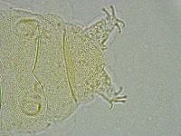 Pseudechiniscus ramazzottii facettalis image