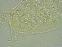 Pseudechiniscus ramazzottii facettalis image