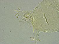 Pseudechiniscus ramazzottii image