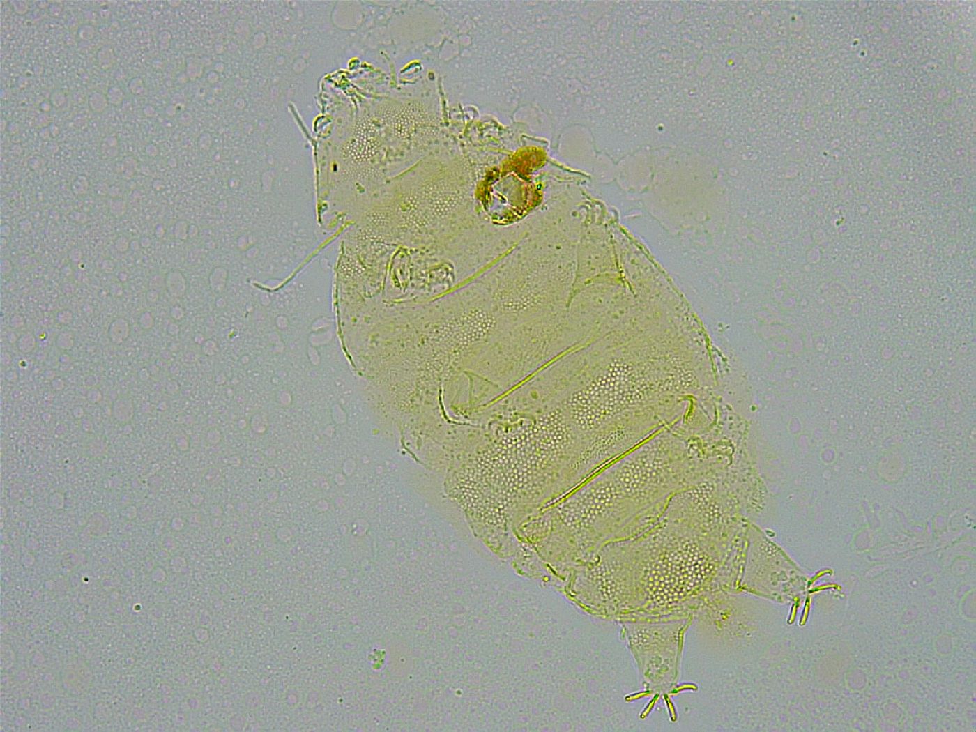 Pseudechiniscus ramazzottii image