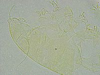 Pseudechiniscus ramazzottii facettalis image