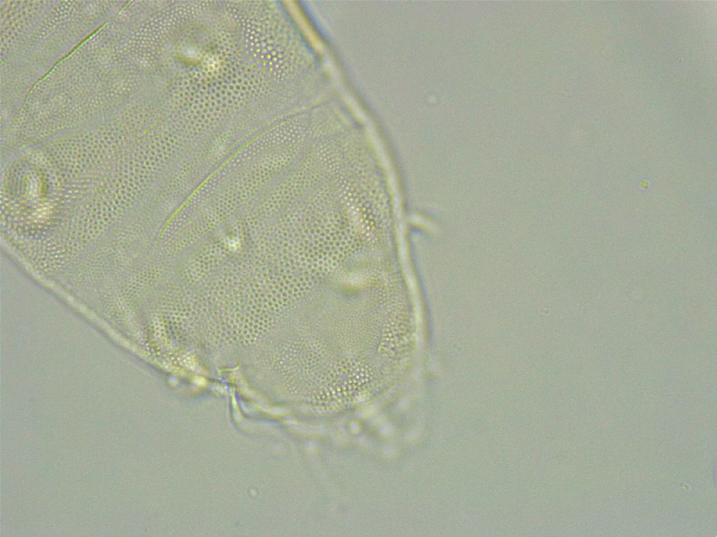 Pseudechiniscus ramazzottii image