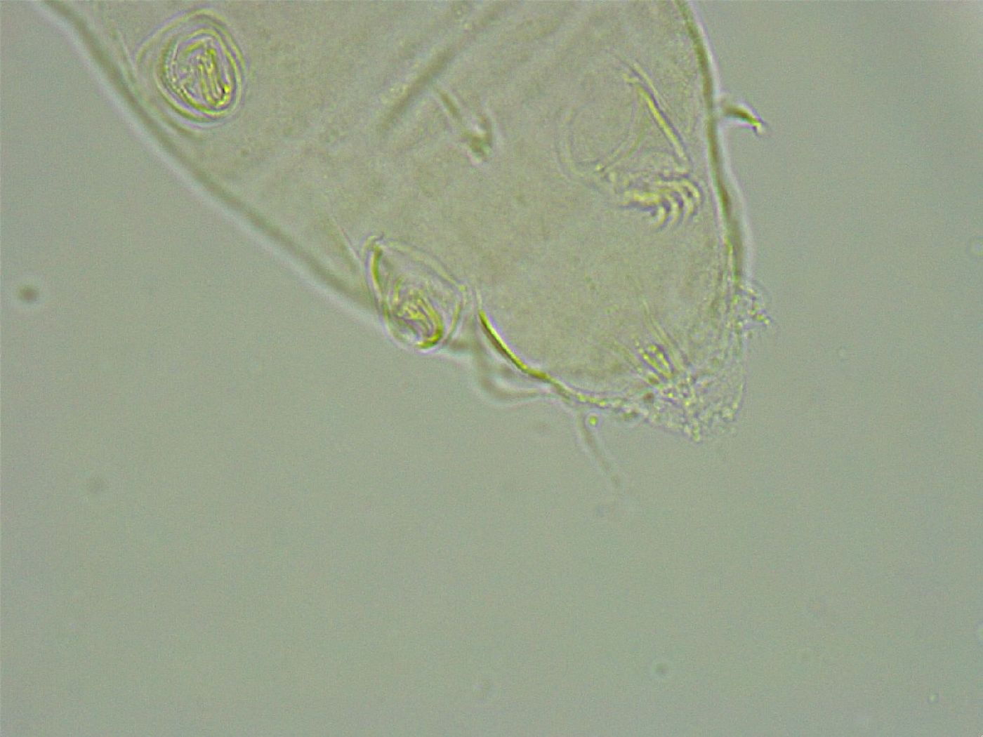 Pseudechiniscus ramazzottii image