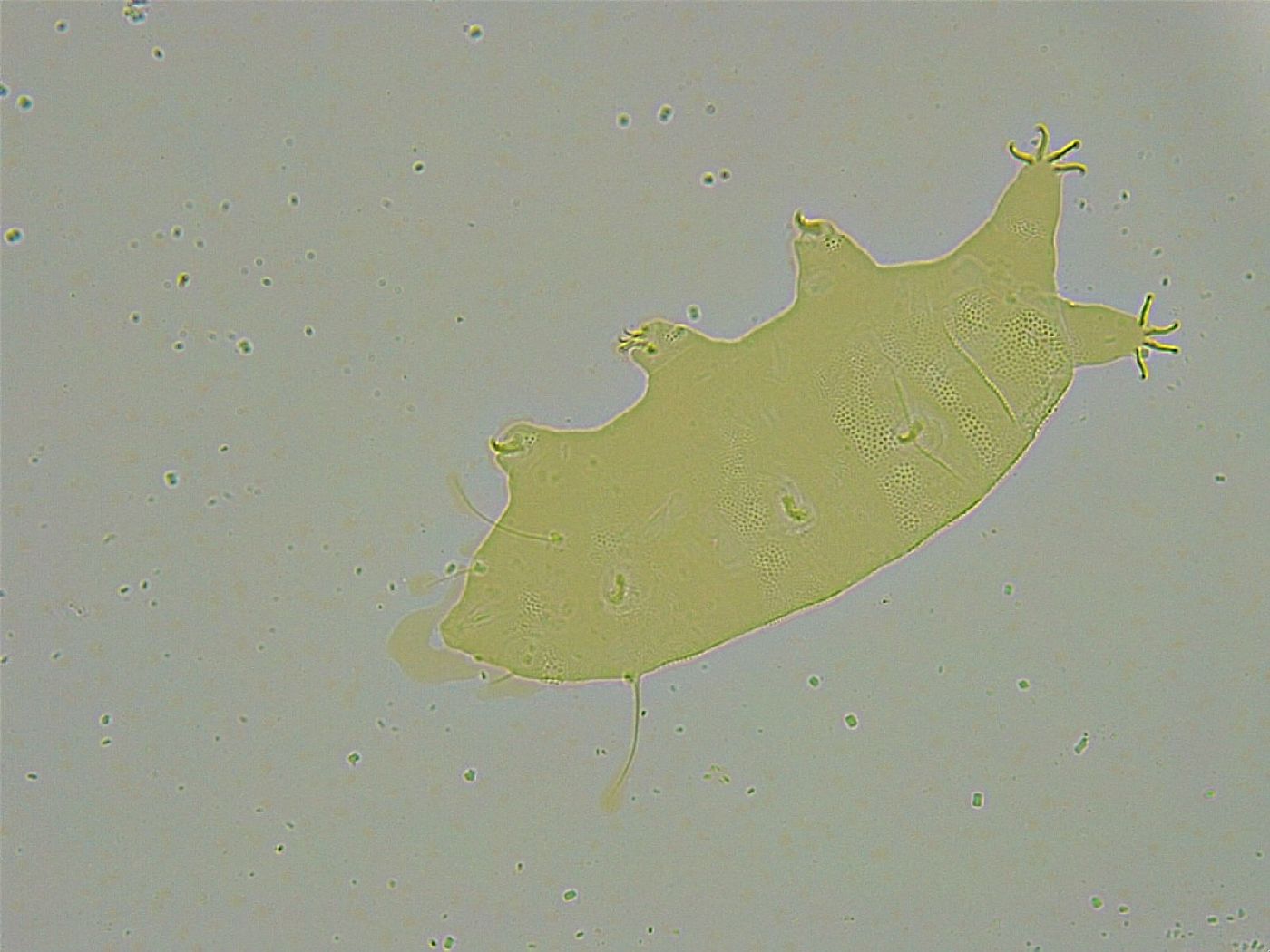 Pseudechiniscus ramazzottii facettalis image