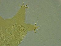 Pseudechiniscus ramazzottii facettalis image