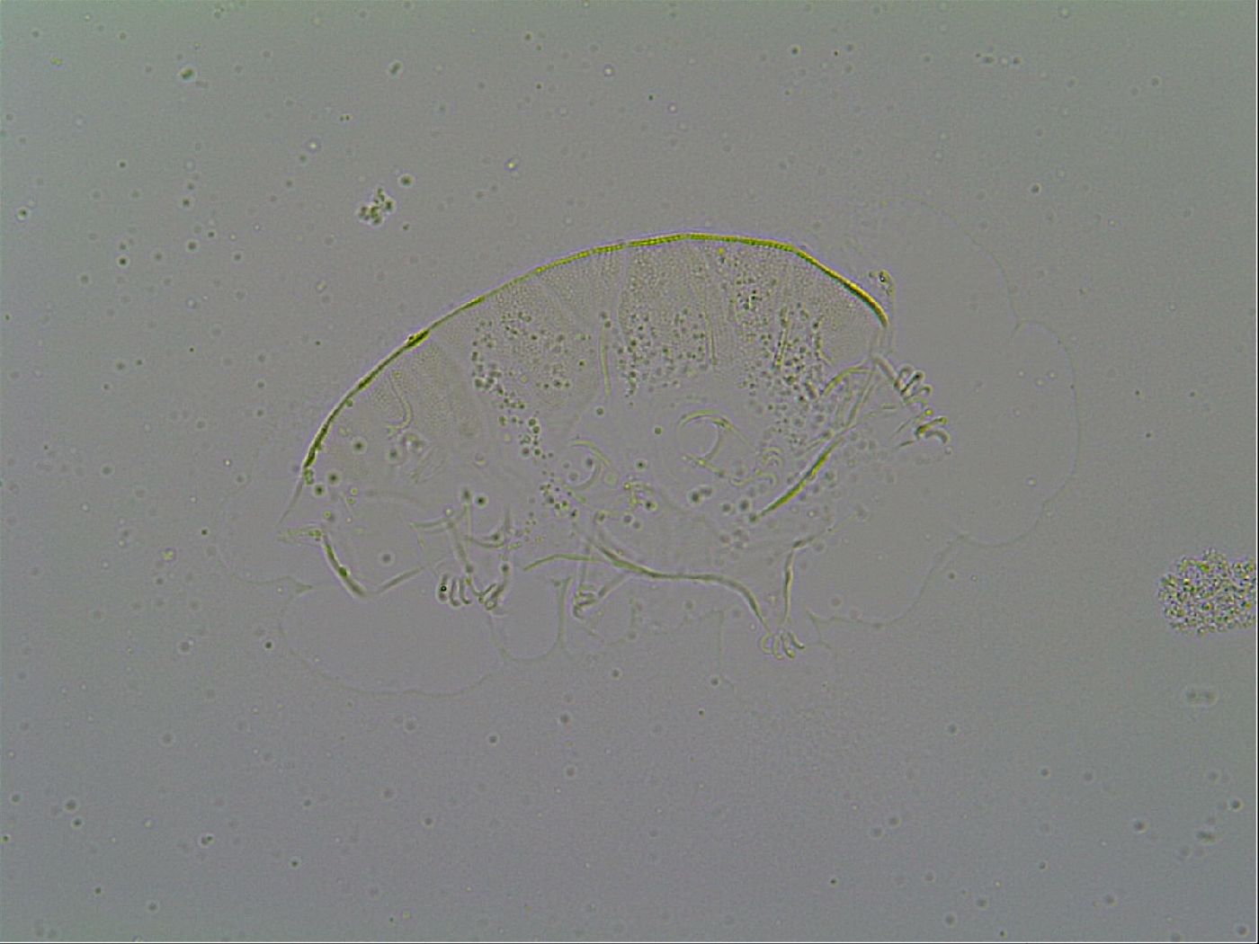 Pseudechiniscus suillus image