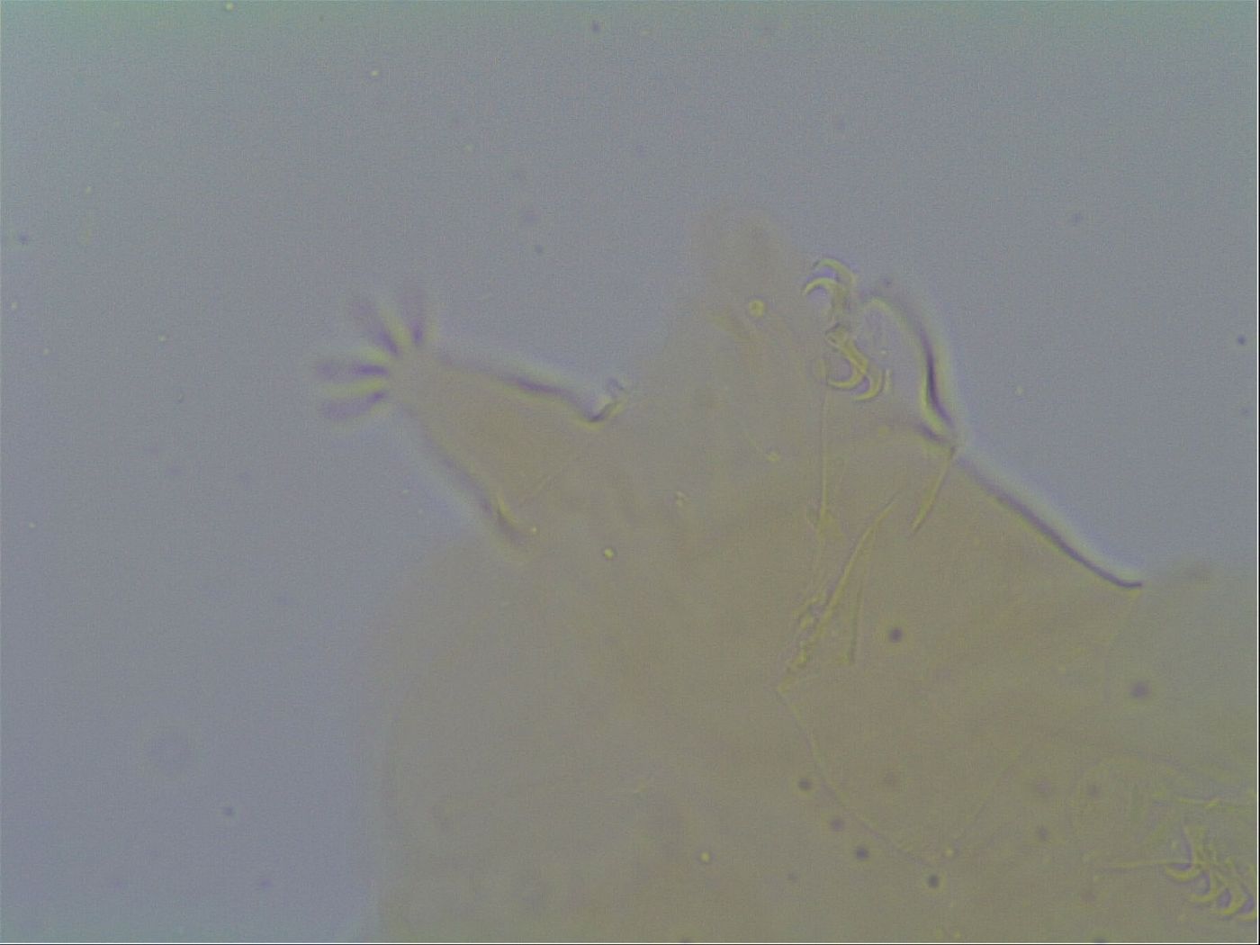 Pseudechiniscus suillus image