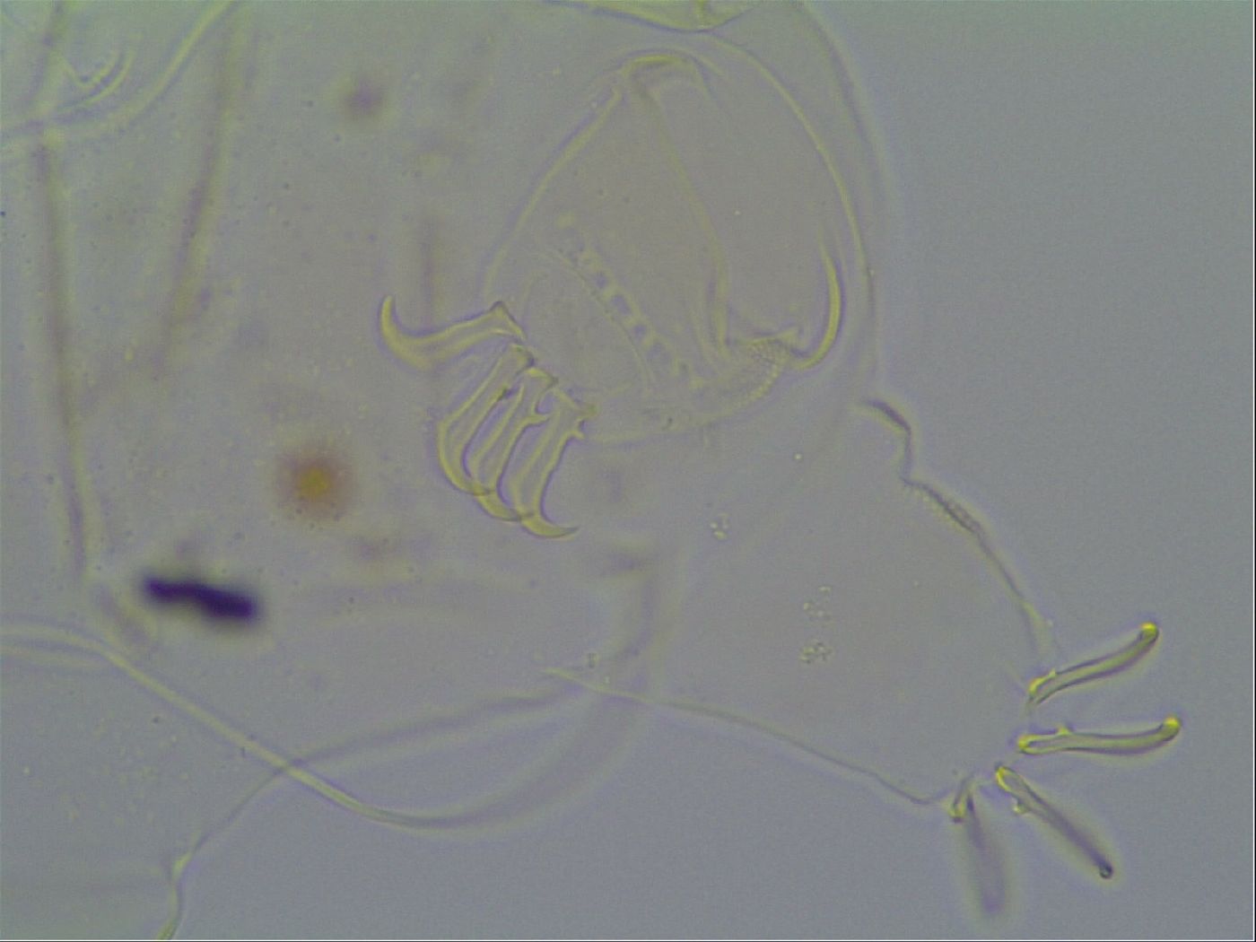 Multipseudechiniscus raneyi image