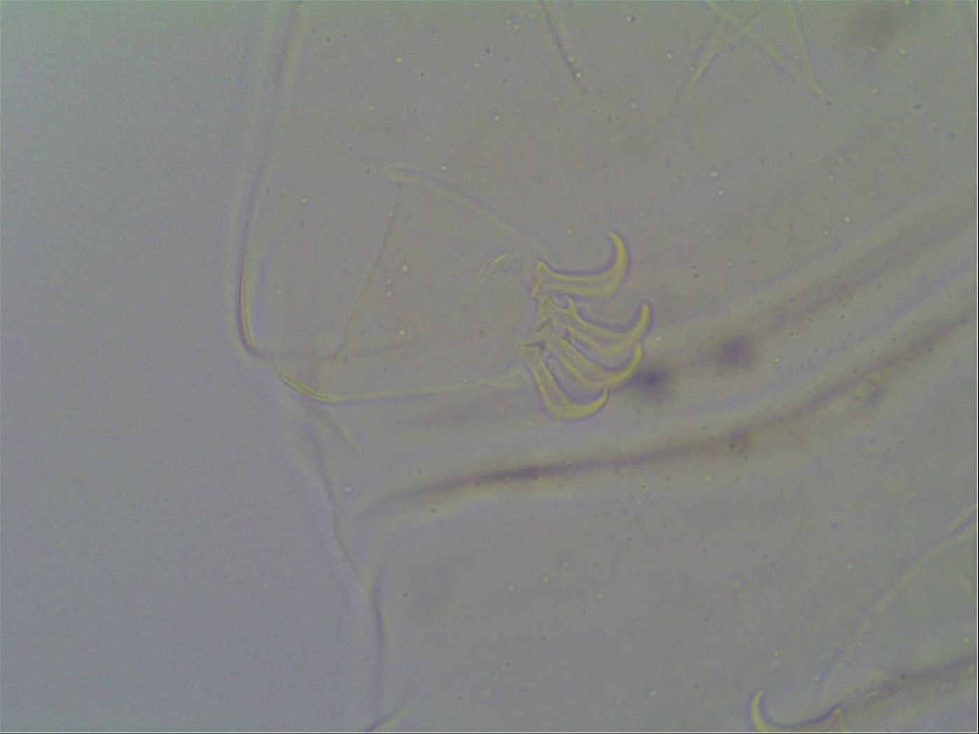 Multipseudechiniscus raneyi image