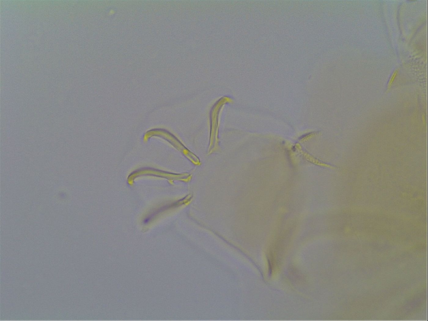 Multipseudechiniscus raneyi image