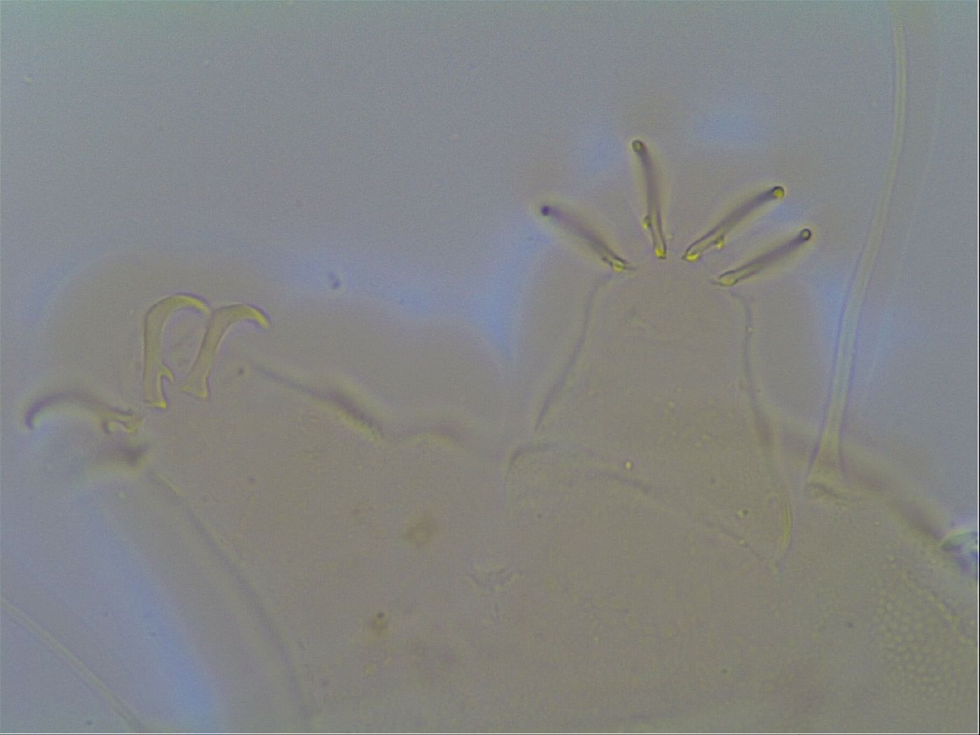 Multipseudechiniscus raneyi image