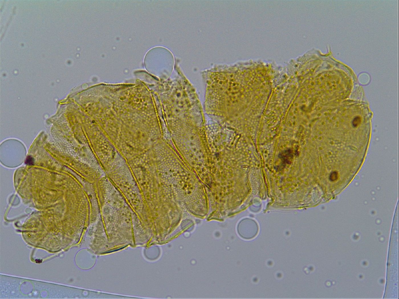 Multipseudechiniscus raneyi image