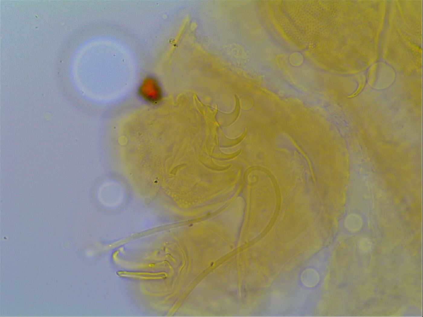 Multipseudechiniscus image