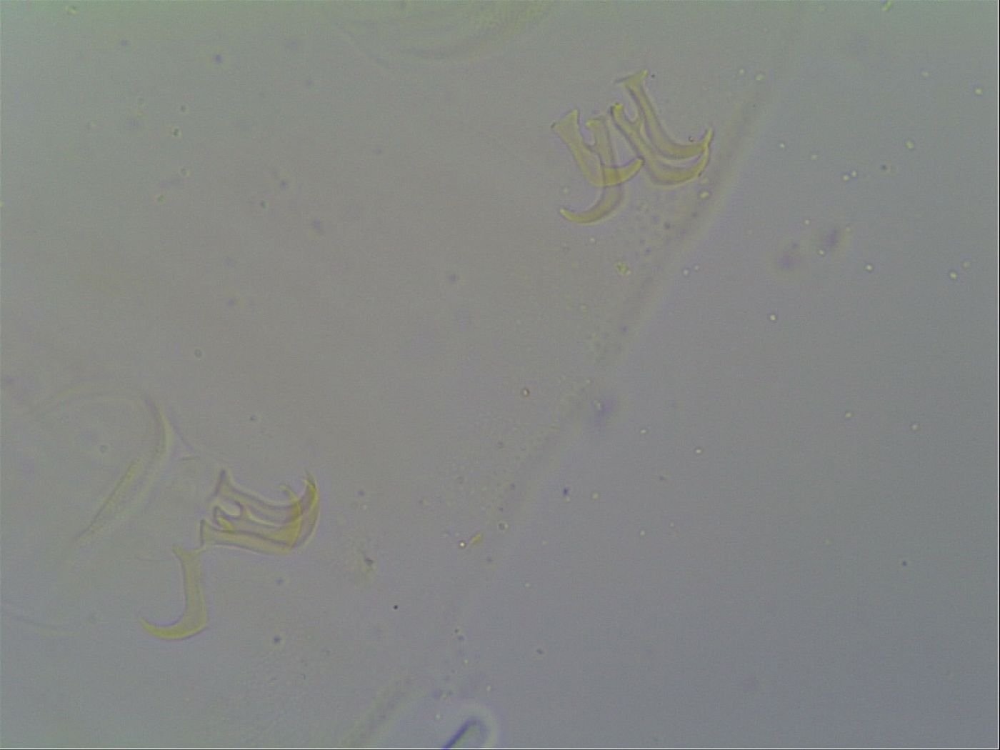 Multipseudechiniscus raneyi image