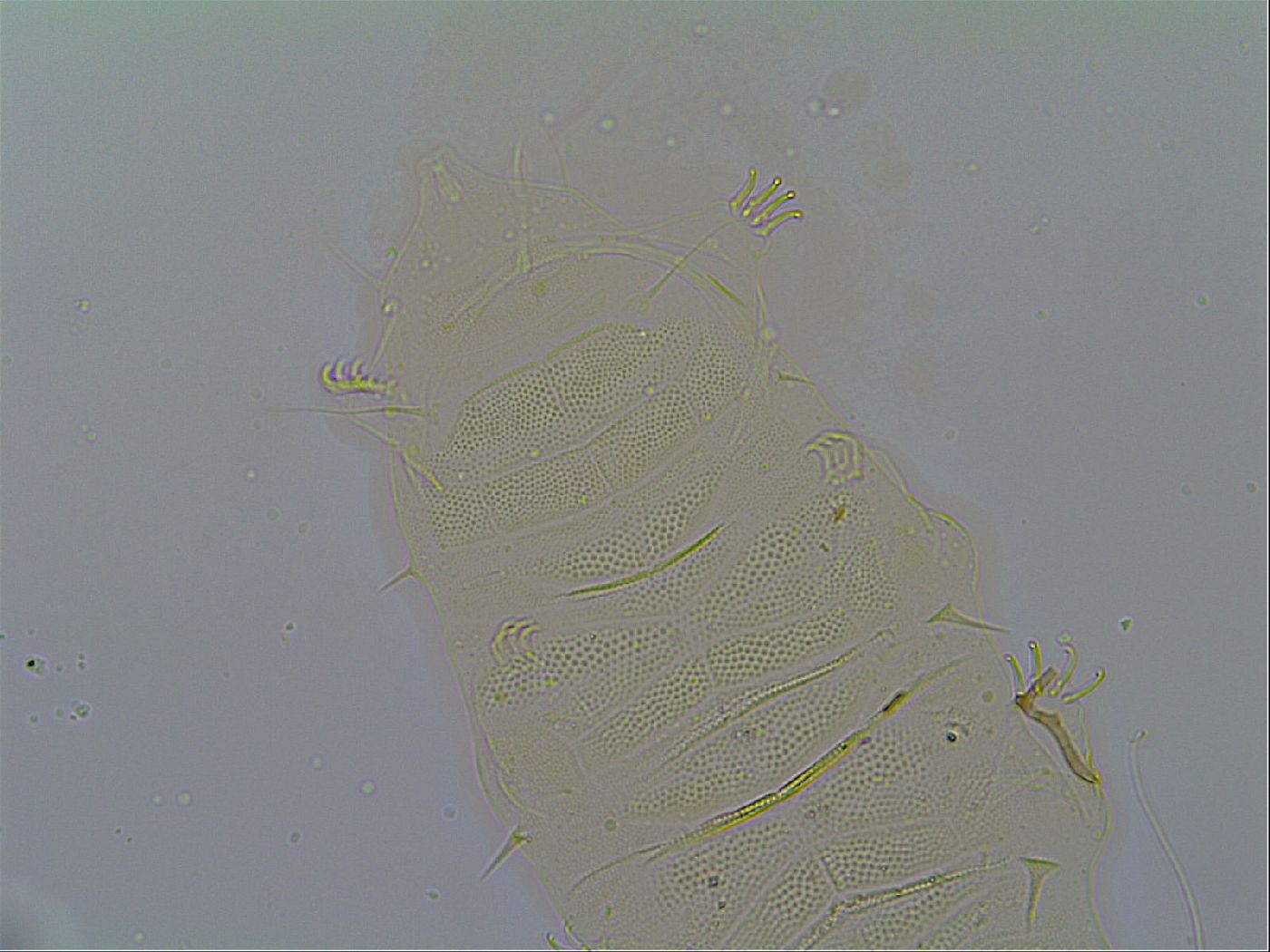 Multipseudechiniscus raneyi image