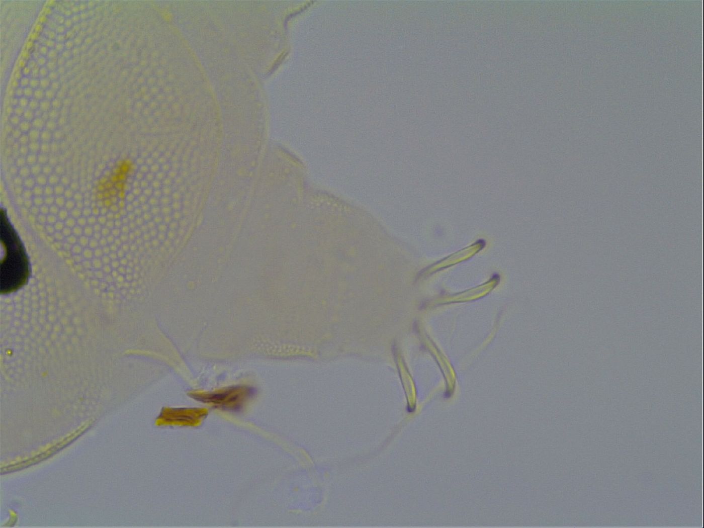 Multipseudechiniscus raneyi image