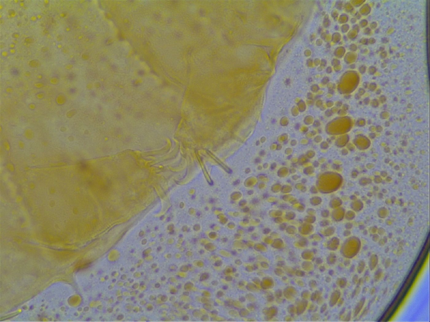 Multipseudechiniscus raneyi image