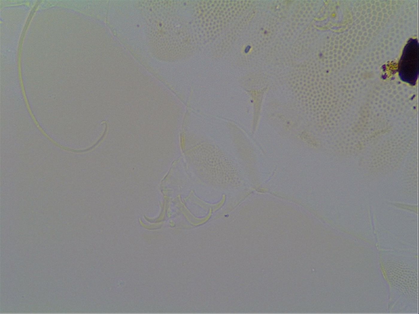 Multipseudechiniscus raneyi image