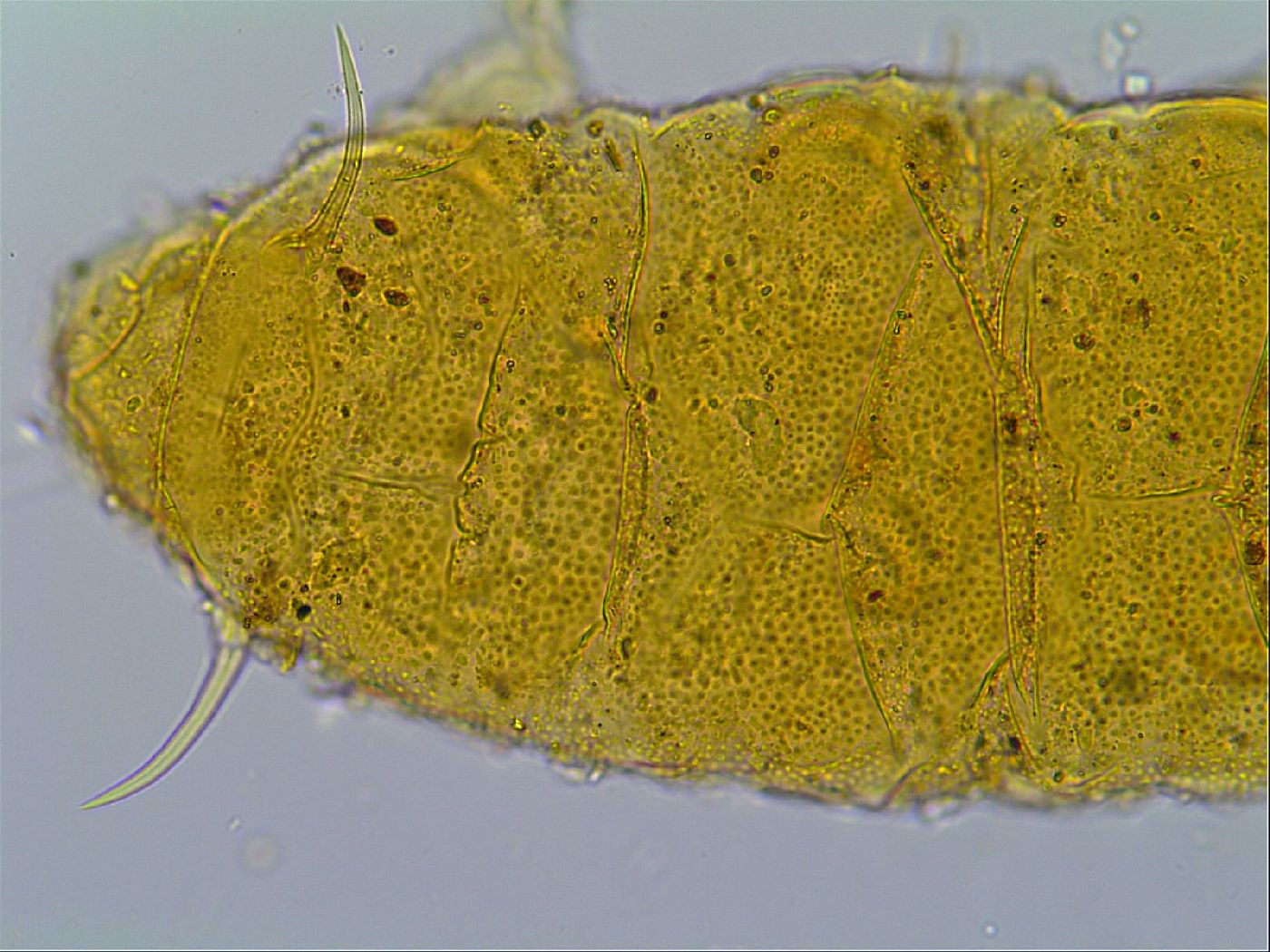 Cornechiniscus ceratophorus image