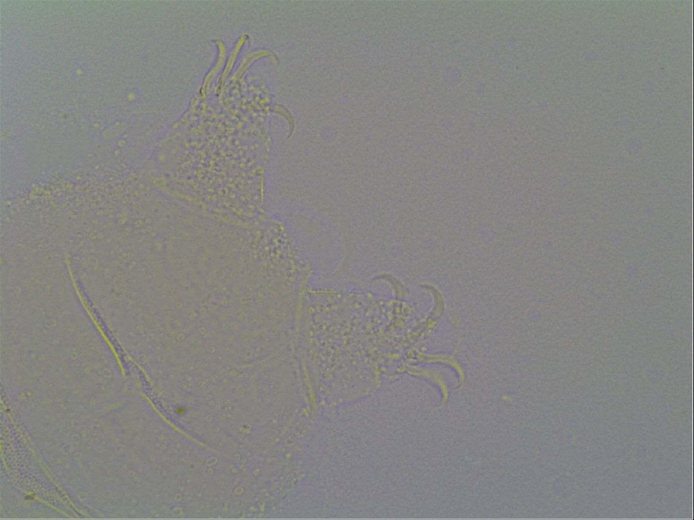 Pseudechiniscus suillus image