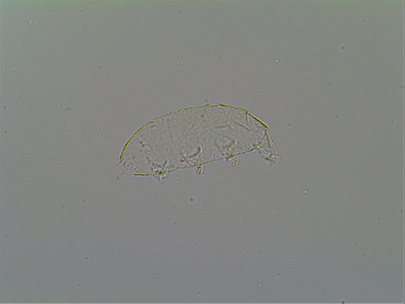 Pseudechiniscus suillus image