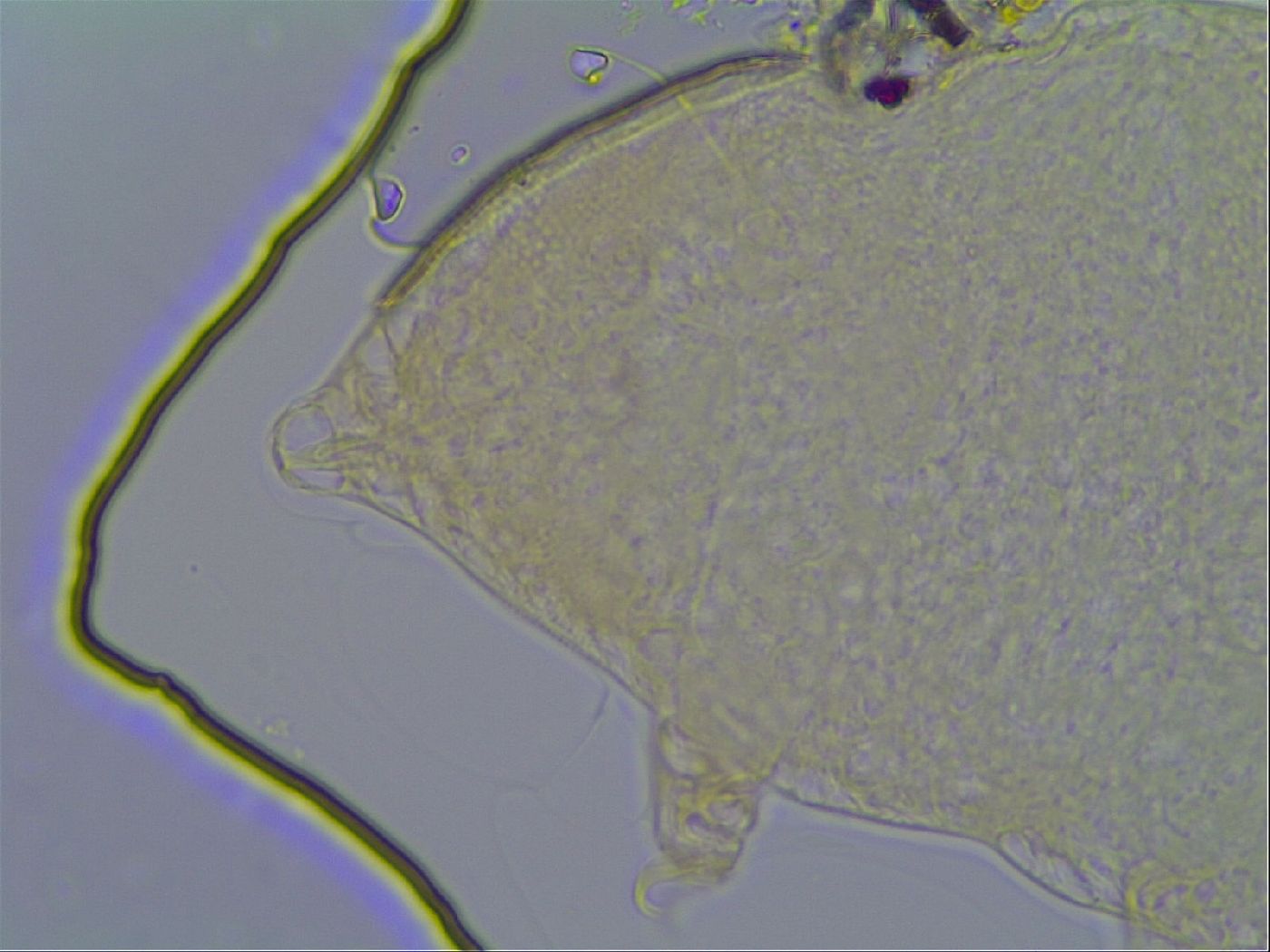 Pseudechiniscus ramazzottii image