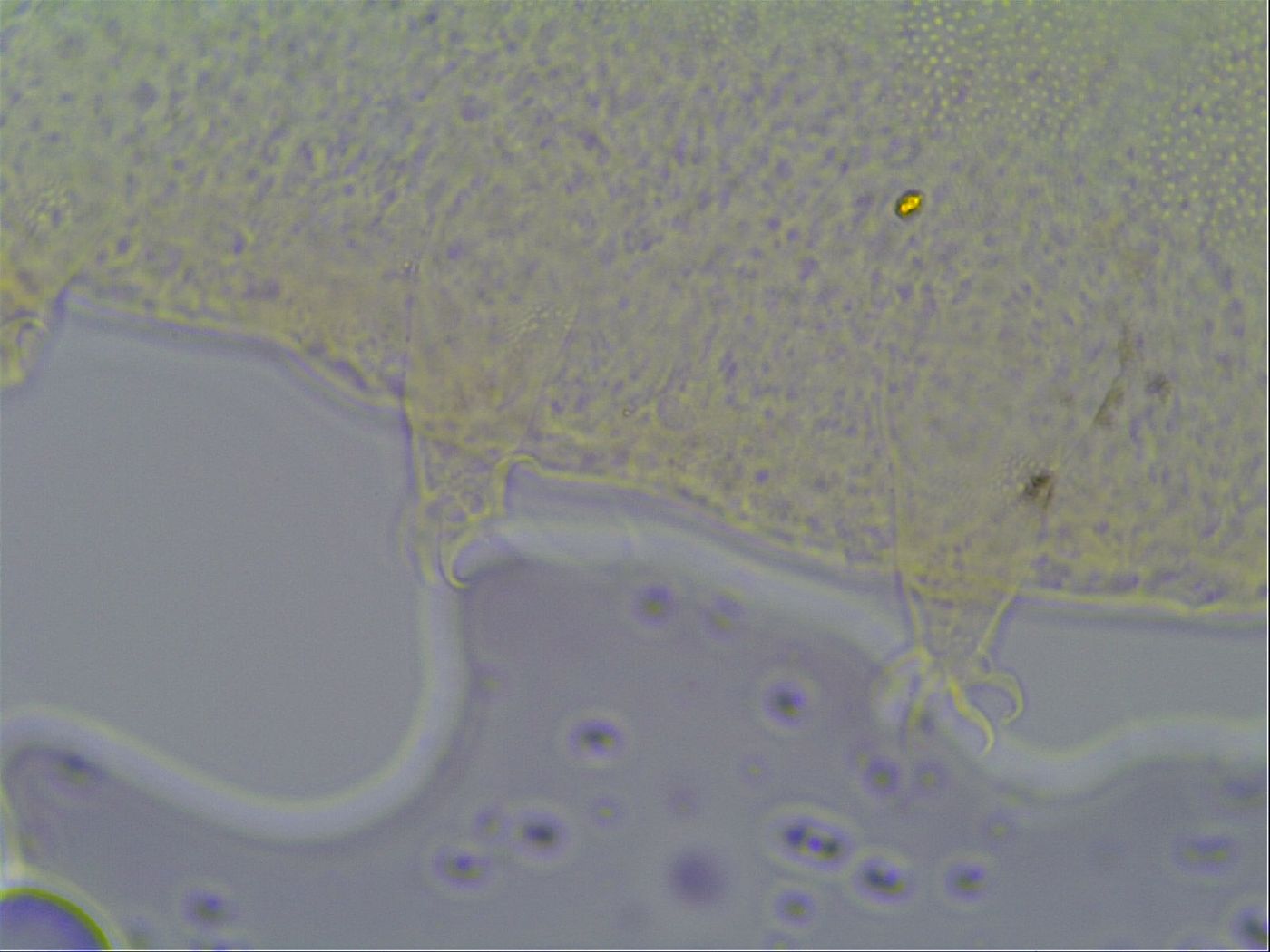 Pseudechiniscus ramazzottii image