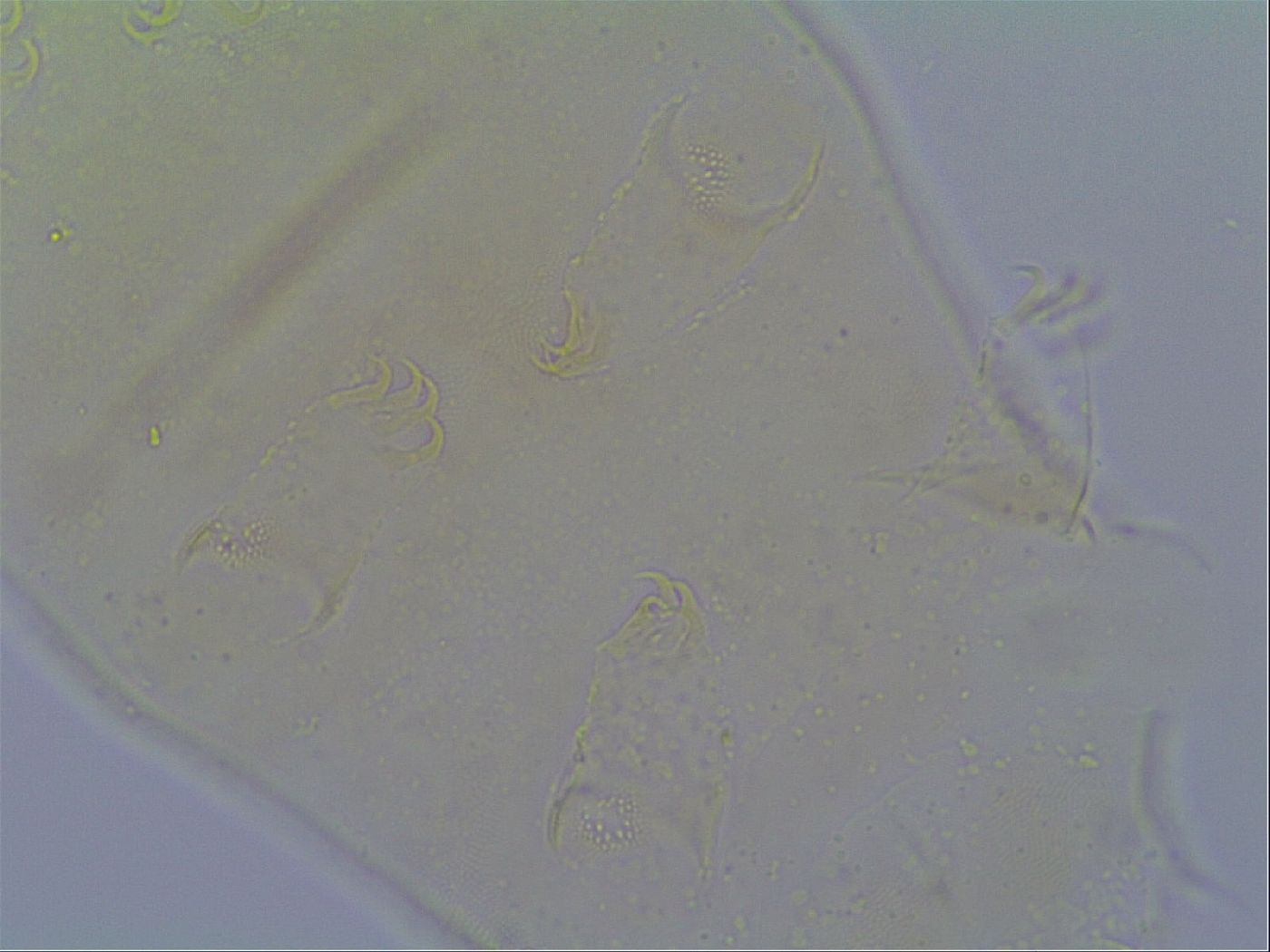 Pseudechiniscus suillus image