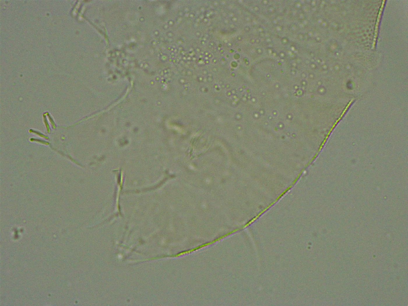 Pseudechiniscus suillus image